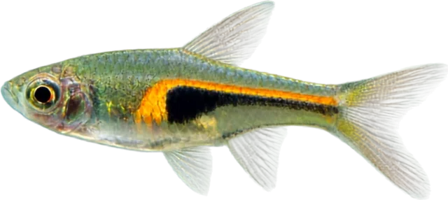Rasbora hengeli, Trigonostigma hengeli