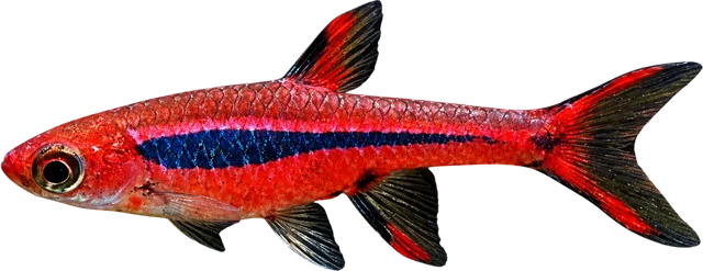 Chili Rasbora, Boraras brigittae