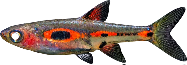 Phoenix Rasbora, Boraras merah