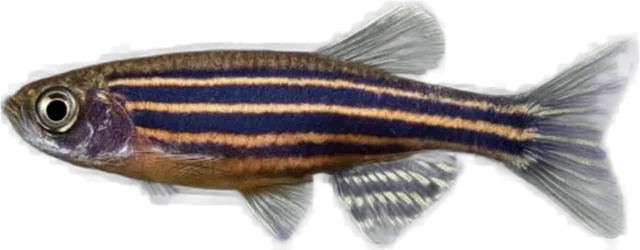 Danio cebra, Danio rerio