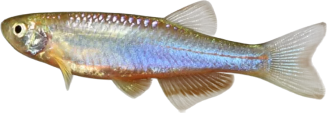 Danio perla, Danio albolineatus