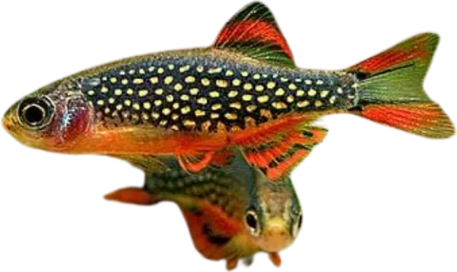 Celestial Pearl Danio, Danio margaritatus