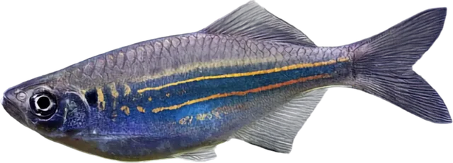 Giant Danio, Devario aequipinnatus