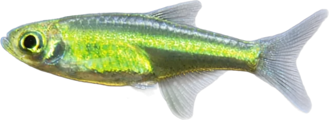 Kubotai, Microdevario kubotai