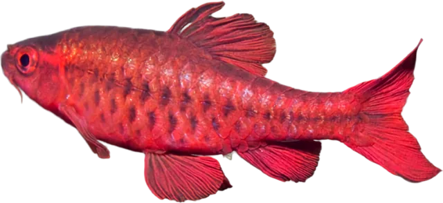 Barbo cereza, Pethia titteya