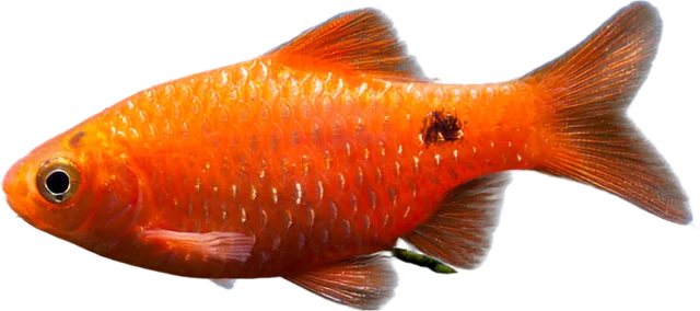 Barbo rosado, Pethia conchonius