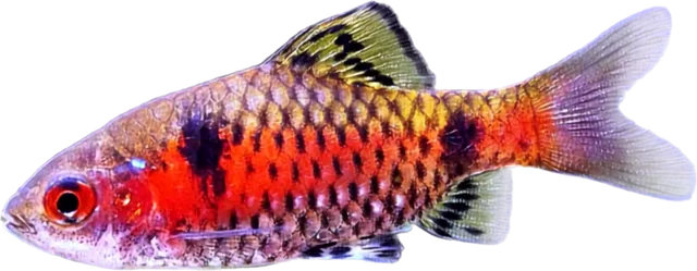 Barbo Odessa, Pethia padamya
