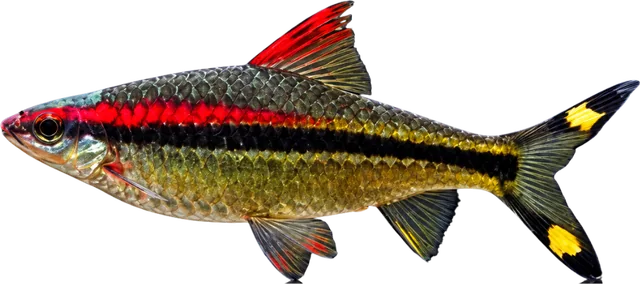 Roseline / Denison, Sahyadria denisonii