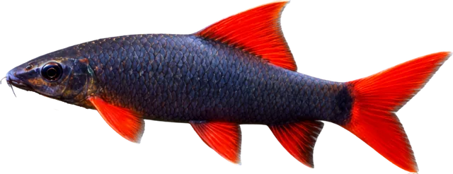 Tiburón arcoíris, Epalzeorhynchos frenatum