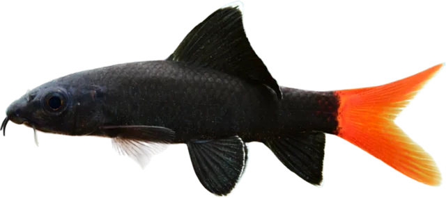 Tiburón cola roja, Epalzeorhynchos bicolor