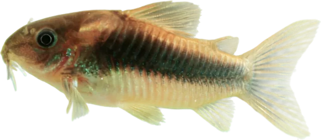 Cory bronce, Osteogaster aenea