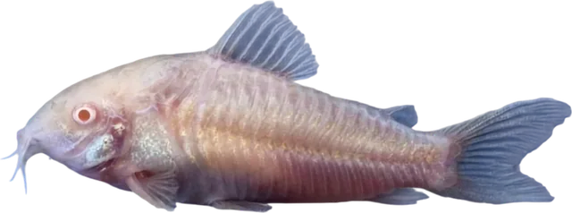 Cory albina, Osteogaster aenea