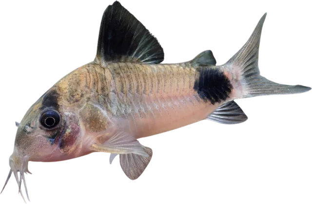 Cory panda, Hoplisoma panda