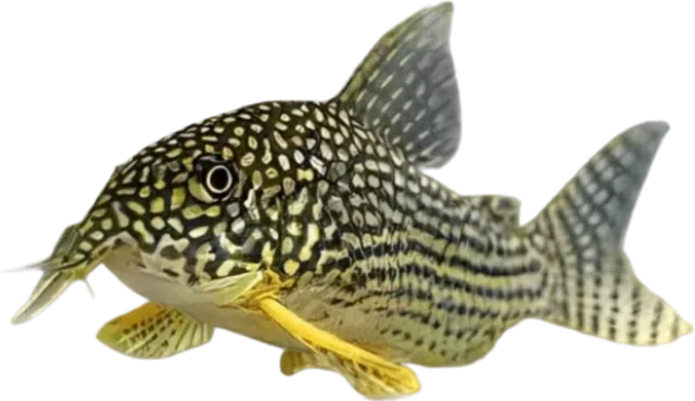 Cory Sterbai, Hoplisoma sterbai