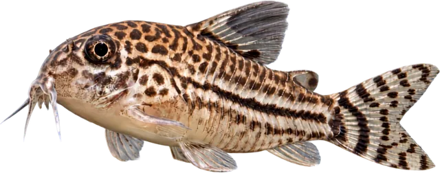 Cory Julii, Hoplisoma julii