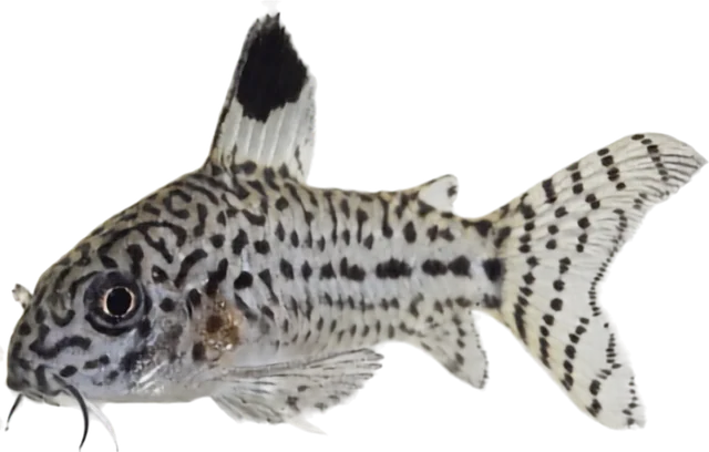 Falso Julii / trilineatum, Hoplisoma trilineatum