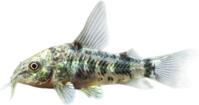 Cory pimienta, Hoplisoma paleatum