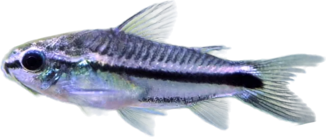 Cory pigmea, Gastrodermus pygmaeus