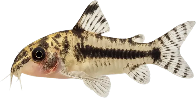 Hoplisoma habrosum, Hoplisoma habrosum