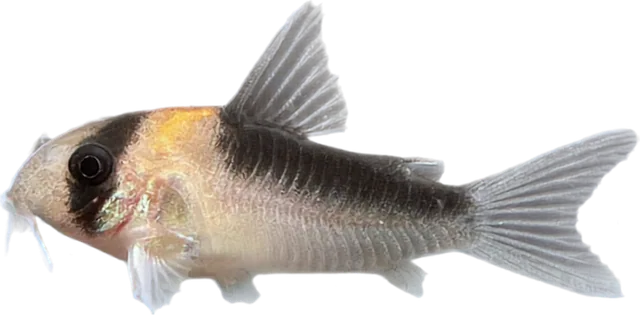 Hoplisoma adolfoi, Hoplisoma adolfoi