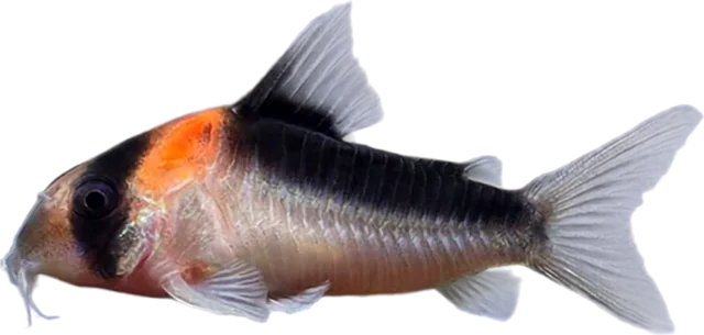 Hoplisoma duplicareum, Hoplisoma duplicareum
