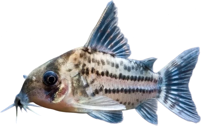 Hoplisoma schwartzi, Hoplisoma schwartzi