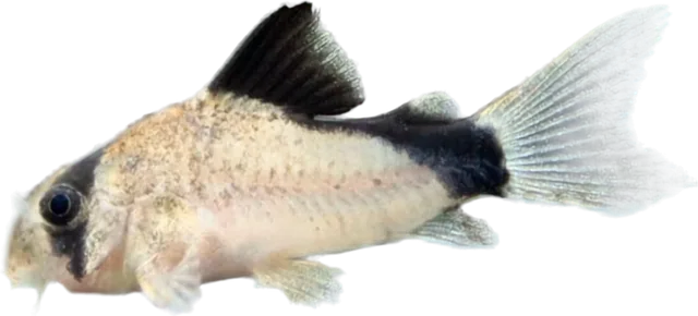 Hoplisoma metae, Hoplisoma metae