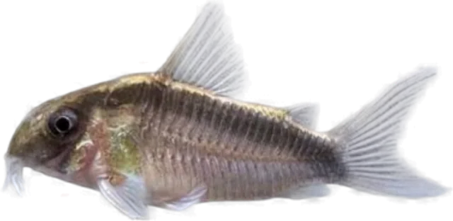 Brochis arcuatus, Brochis arcuatus
