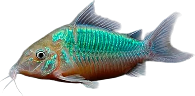 Brochis splendens, Brochis splendens