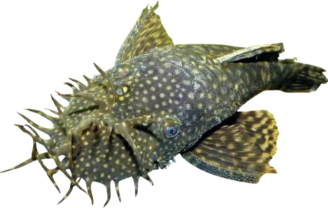 Ancistrus común, Ancistrus cf. cirrhosus