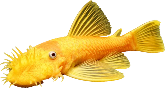 Ancistrus L144, Ancistrus sp. L144