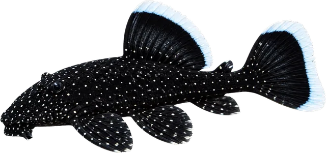 Starlight Ancistrus, Ancistrus dolichopterus