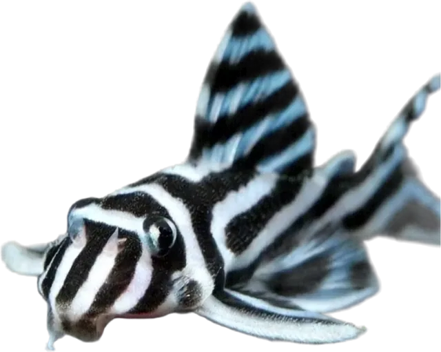 Zebra Pleco, Hypancistrus zebra
