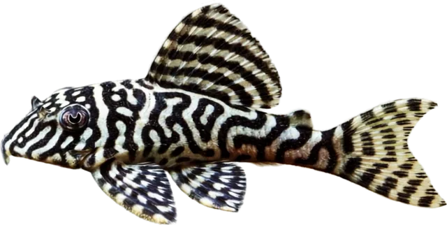 King Tiger Pleco L066, Hypancistrus sp. L066