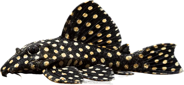 Snowball Pleco L201, Hypancistrus sp. L201
