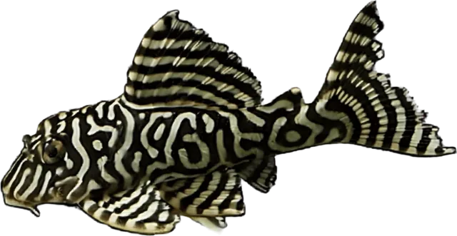 King Tiger L333, Hypancistrus sp. L333