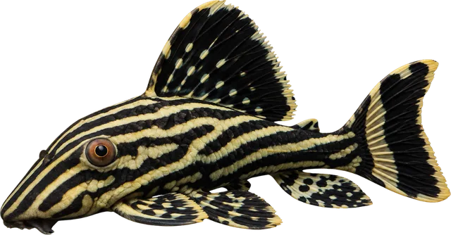 Royal Pleco, Panaque nigrolineatus