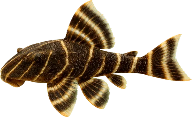 Clown Pleco, Panaqolus maccus