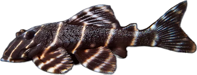 Flash Pleco, Panaqolus albivermis