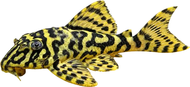 Leopard Frog Pleco, Peckoltia compta