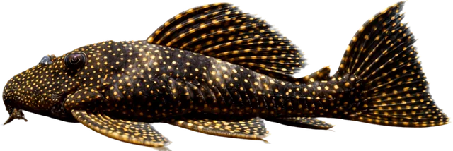 Vampire Pleco, Leporacanthicus cf. galaxias
