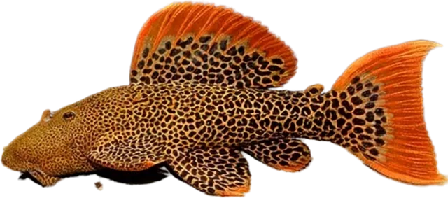 Scarlet Cactus Pleco, Pseudacanthicus pirarara