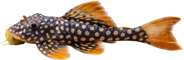 Sunshine Pleco, Scobinancistrus aureatus