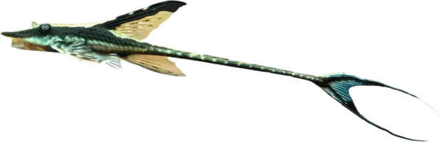 Royal Farlowella, Sturisomatichthys panamense