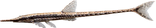Twig Catfish, Farlowella vittata