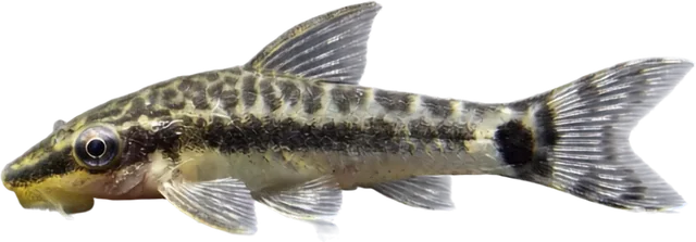 Otocinclus común, Otocinclus vittatus