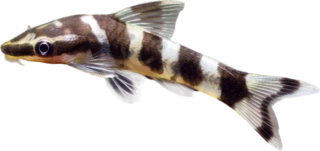 Zebra Oto, Otocinclus cocama