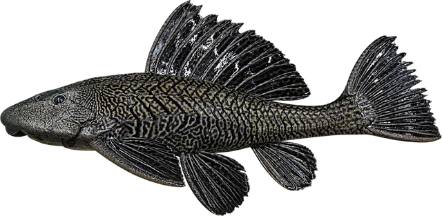 Common Pleco, Hypostomus plecostomus