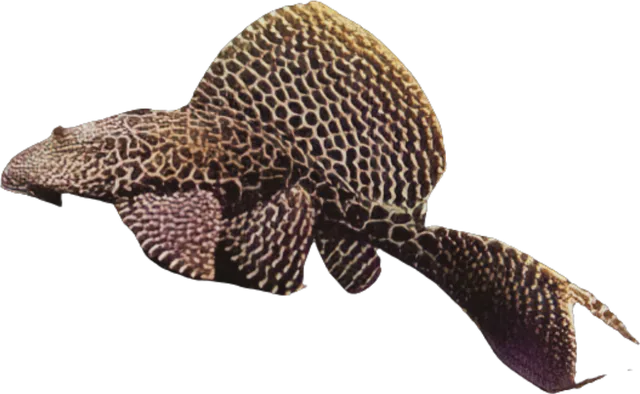 Sailfin Pleco, Pterygoplichthys gibbiceps