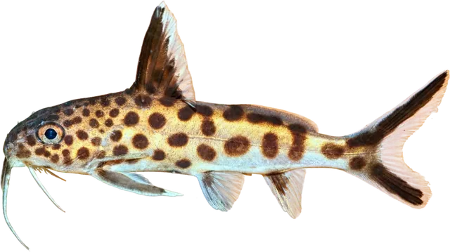 Synodontis petricola, Synodontis petricola